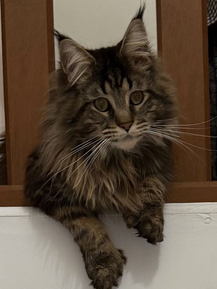Chat Maine coon 1200 59500 Douai