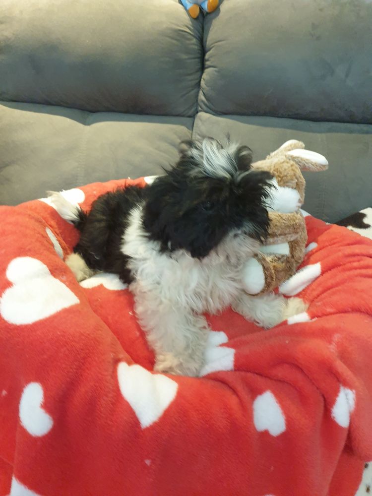 SPLENDIDE SHIH TZU M&Acirc;LE NOIR ET BLANC. 620 86400 Civray