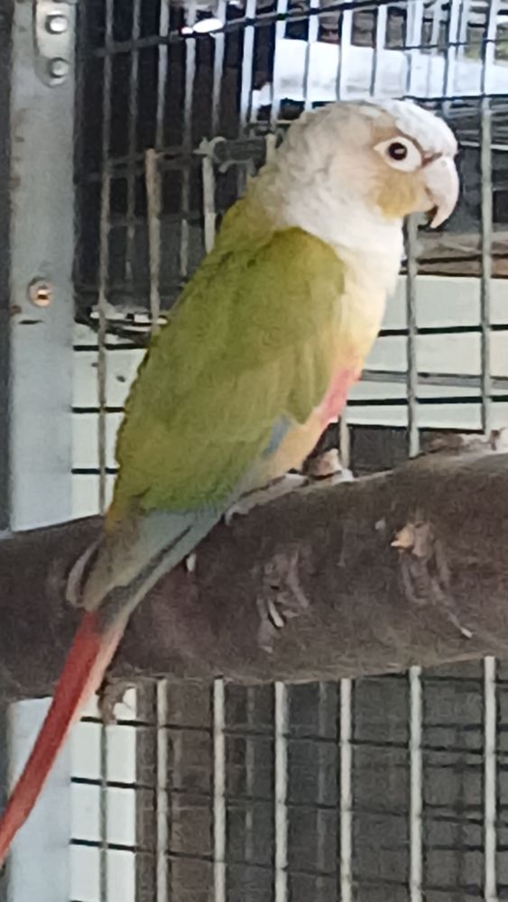 Perruches conure de molinae 60 07100 Annonay