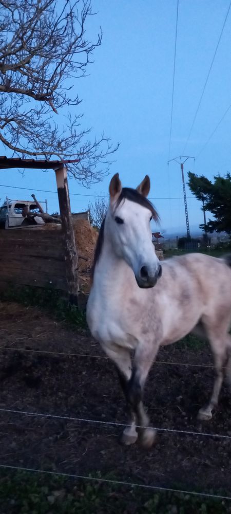 Hongre espagnol 1500 81190 Pampelonne