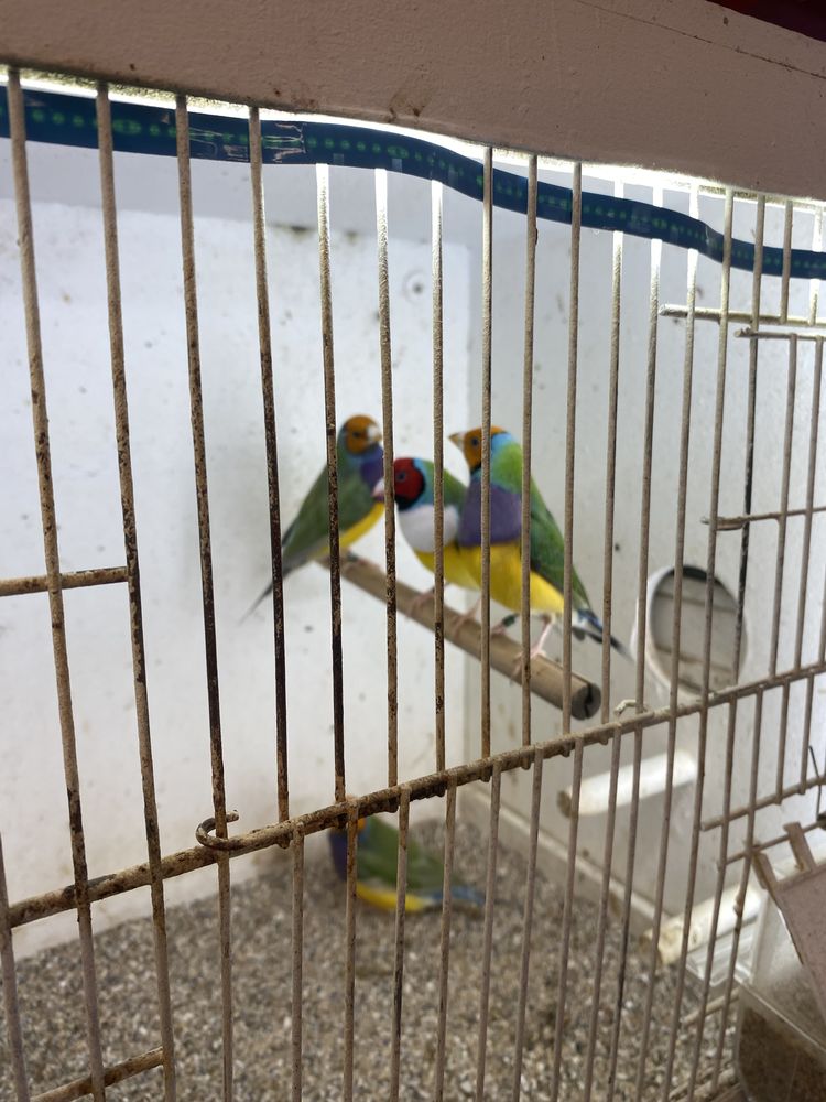 Diamant de gould 40 76800 Saint-�tienne-du-rouvray