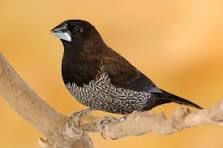 Moineaux du japon 5 40380 Saint-geours-d'auribat