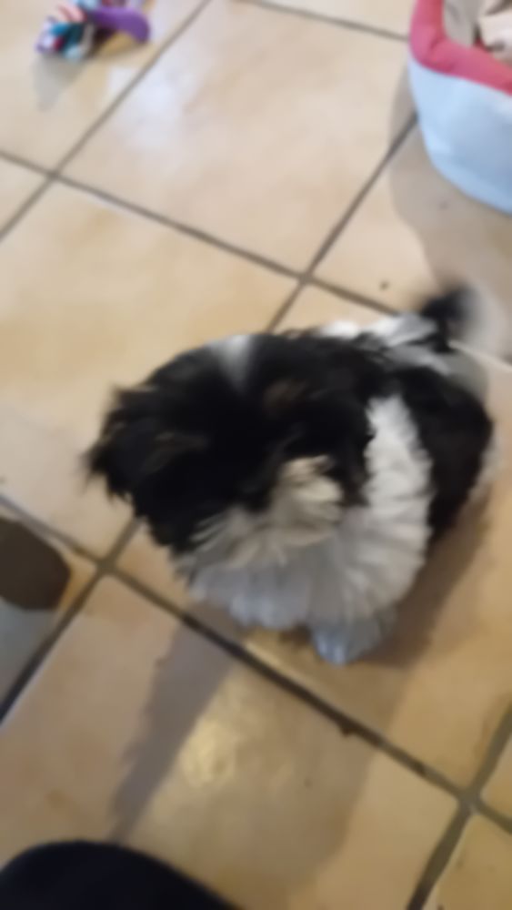 Recherche chiot shitzu ou bichon maltais 850 64220 Saint-jean-pied-de-port