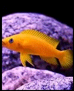 Je recherche Neolamprologus leloupi 0 86430 Adriers