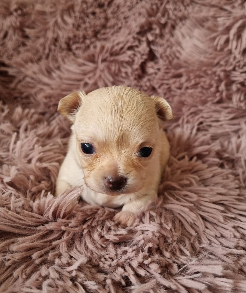 A r&eacute;server chiots m&acirc;les chihuahua 1100 17000 La rochelle