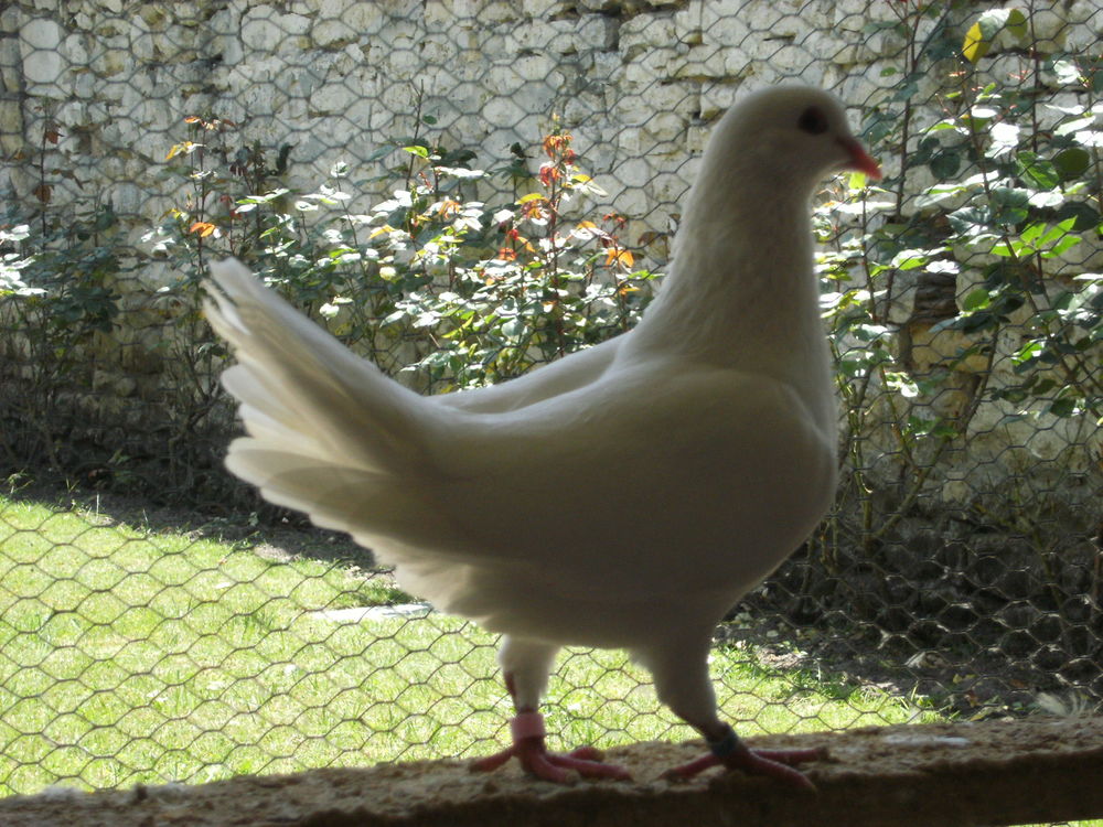 Pigeons reproducteurs hubbell blanc 15 77167 Bagneaux-sur-loing