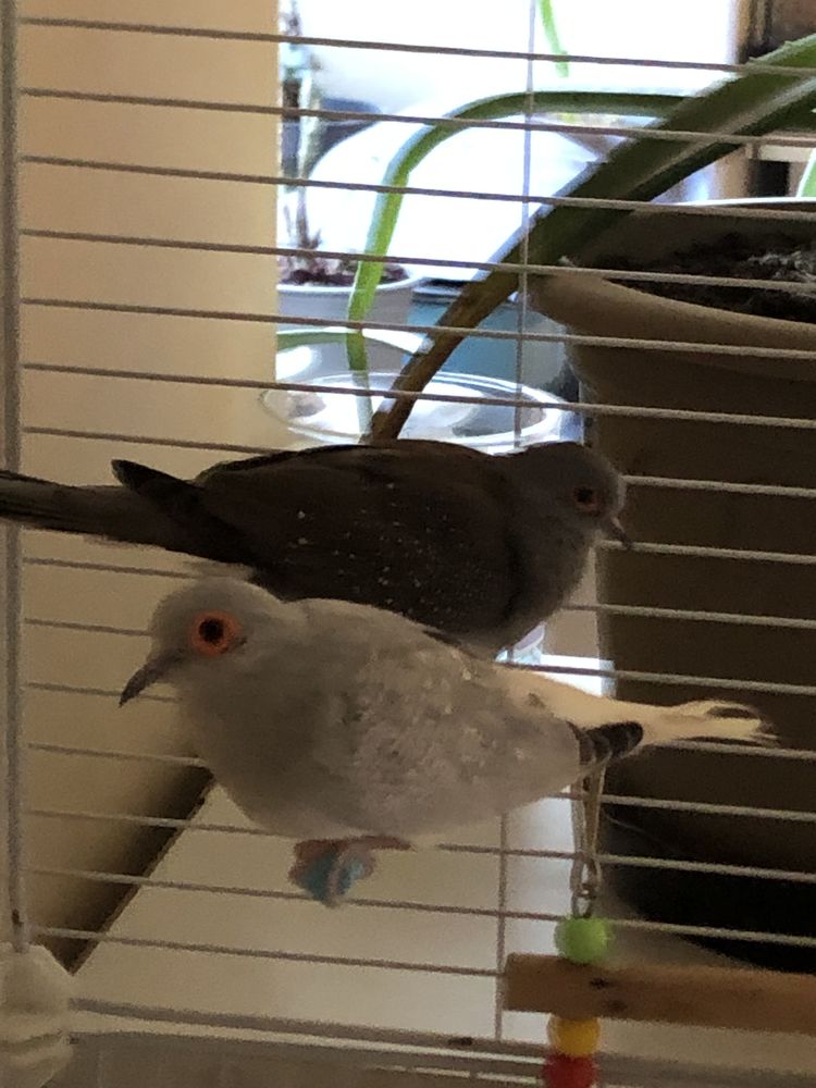 Couple colombes diamant 20 07380 Meyras