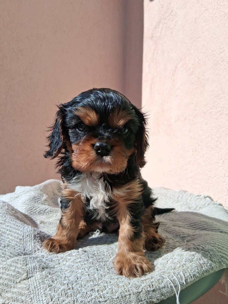 Adorable cavalier king charles 950 66260 Saint-laurent-de-cerdans
