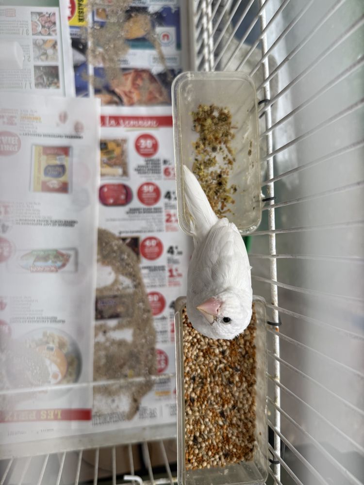 2 couples mdj 40 93330 Neuilly-sur-marne