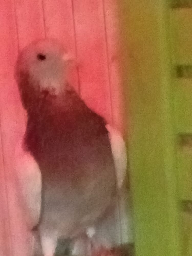 Pigeon 15 50300 Avranches