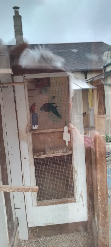 Oiseaux  kakariki 2 m&acirc;les 45 60220 Blargies