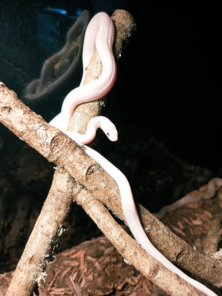 Serpent des bl&eacute;s
70 41700 Le controis-en-sologne