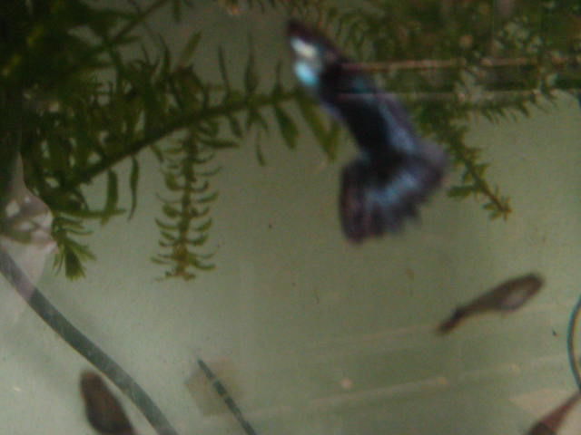 guppy l&eacute;opard 3 97490 Sainte-clotilde