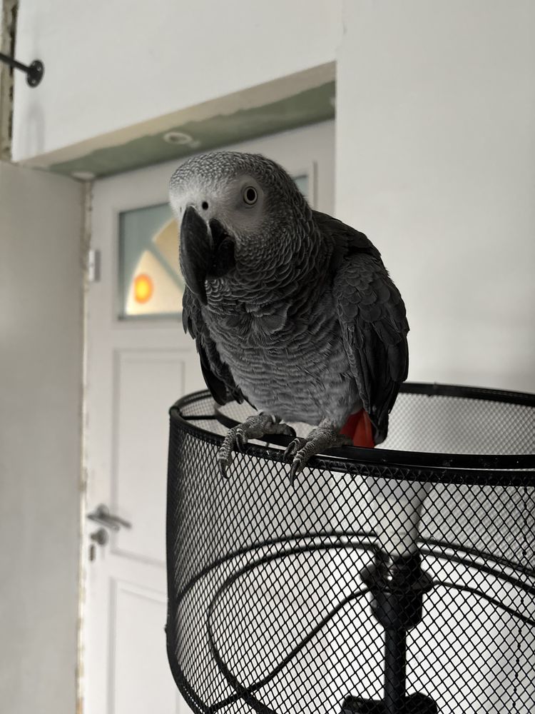 Gris du gabon 1000 25500 Les fins