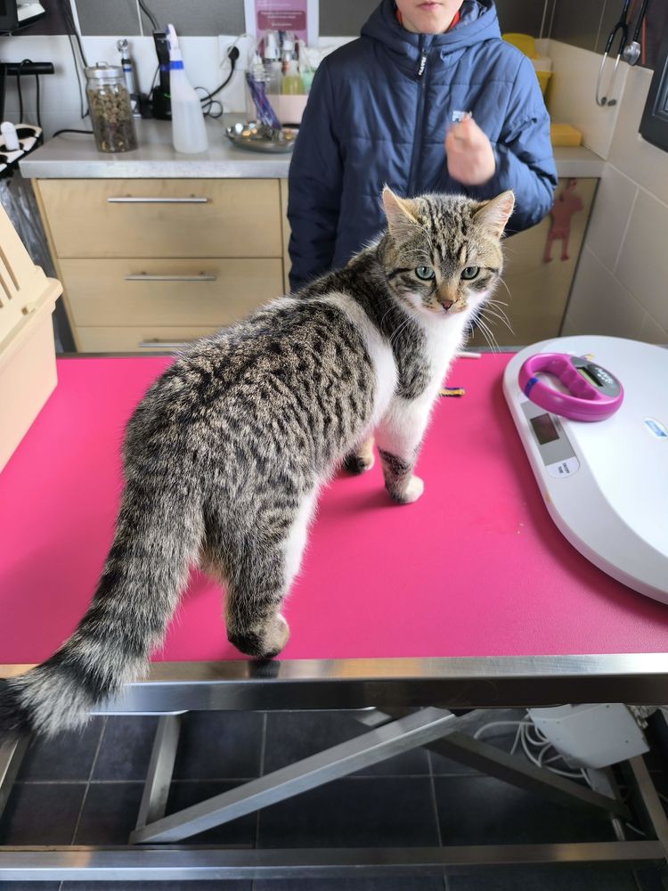 Chaton m&acirc;le 10 mois tigr&eacute; et blanc 0 27220 La boissi�re