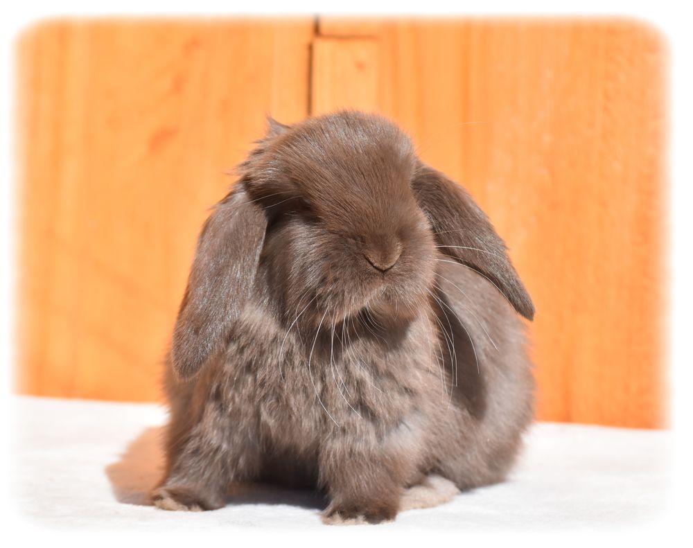 Lapereau Nain B&eacute;lier 0 74930 Arbusigny