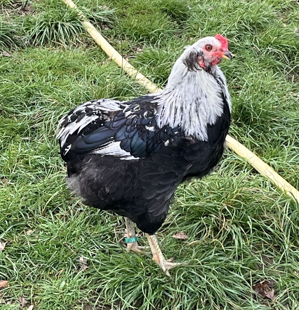 Coq Araucana 20 24380 Fouleix