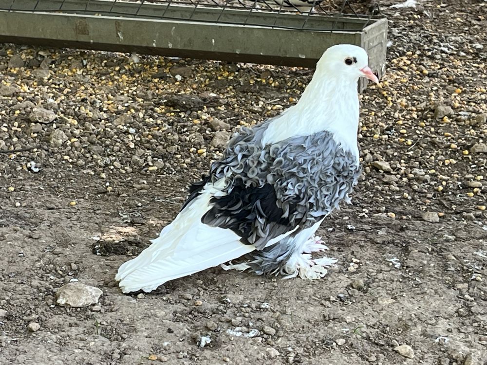 Pigeon Fris&eacute; 30 24380 Fouleix