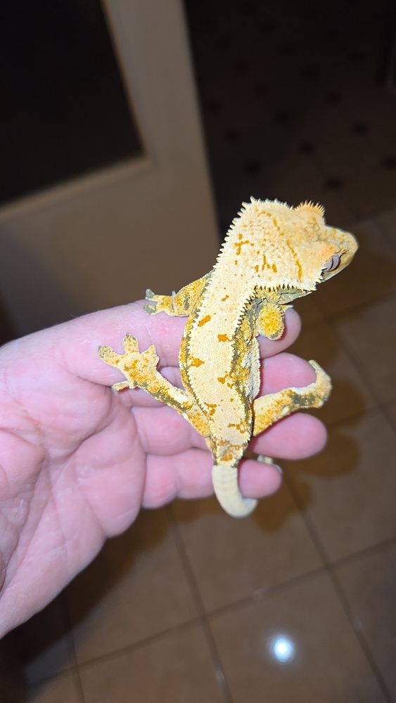 Rhacodactilus ciliatus 200 38000 Grenoble