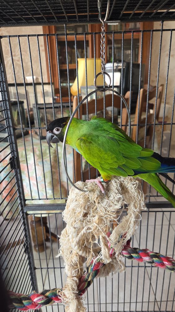 Conure 200 38000 Grenoble