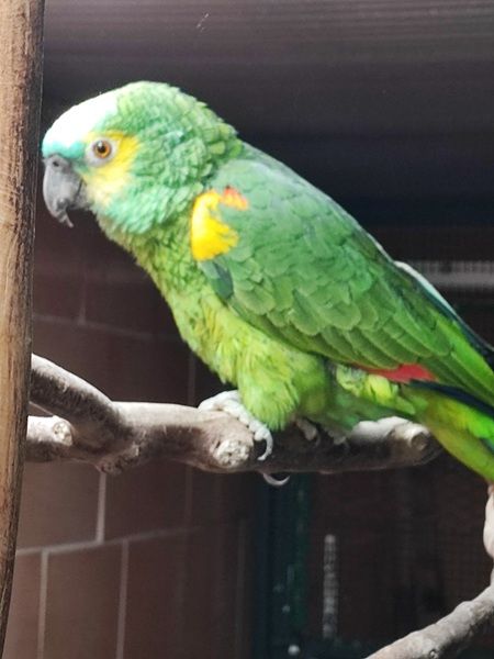 femelle Amazone 0 38300 Bourgoin-jallieu