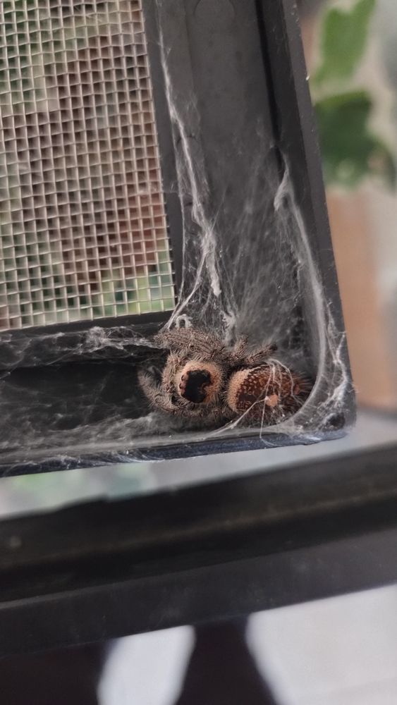 Phidipus regus 70 38000 Grenoble