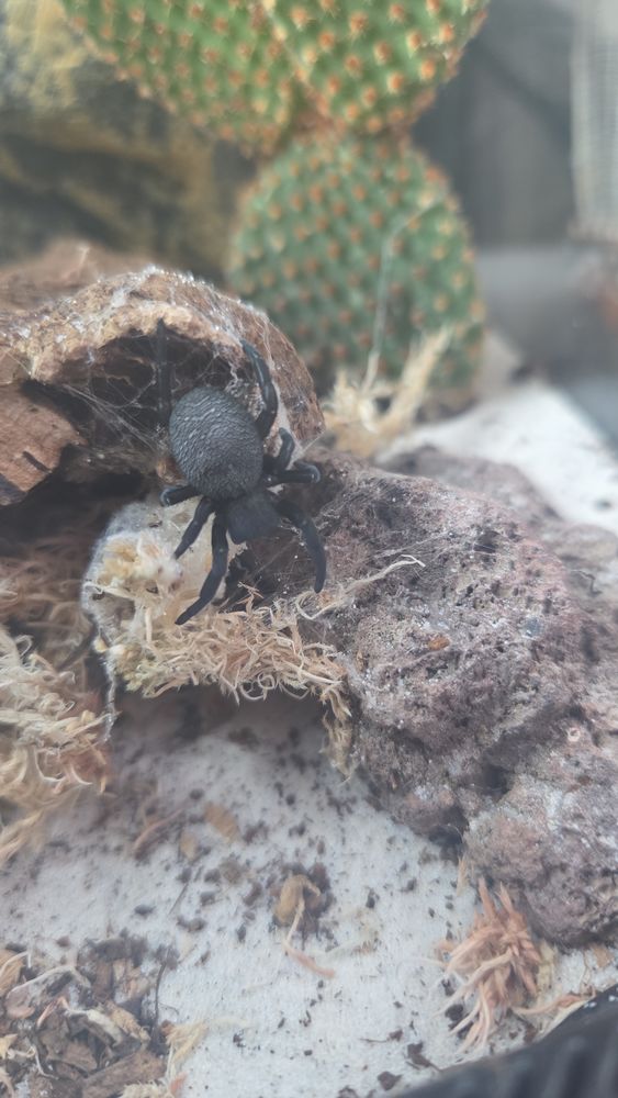 ERESUS WALCKAENAERI 70 38000 Grenoble