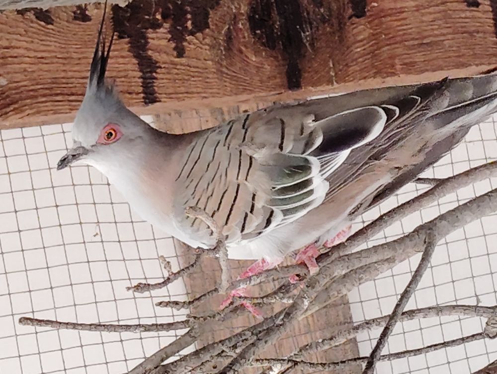 Cherche colombe lophote male 1 13090 Aix-en-provence