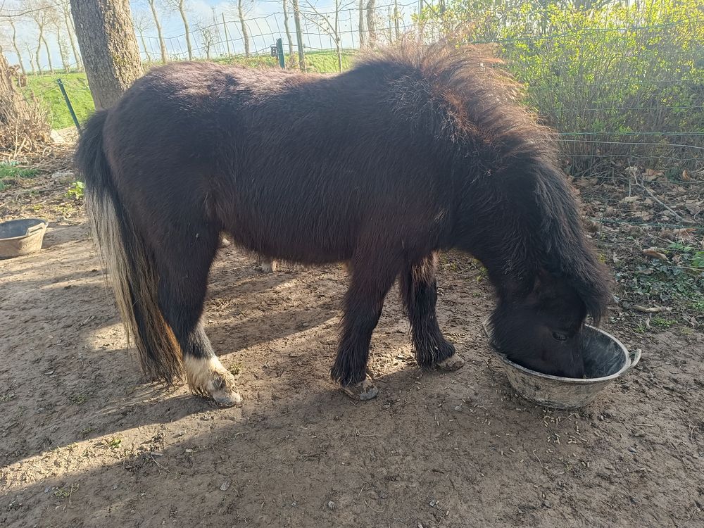 Jeune poney type Shetland 800 22350 Caulnes