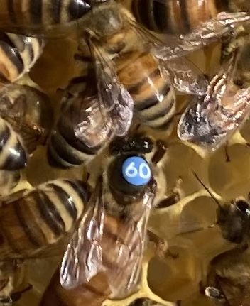 Essaim abeilles 150 43700 Saint-germain-laprade