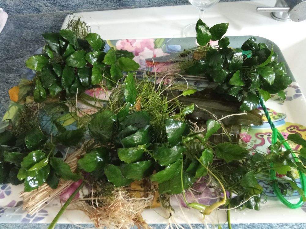 plantes aquarium 1 80800 Fouilloy