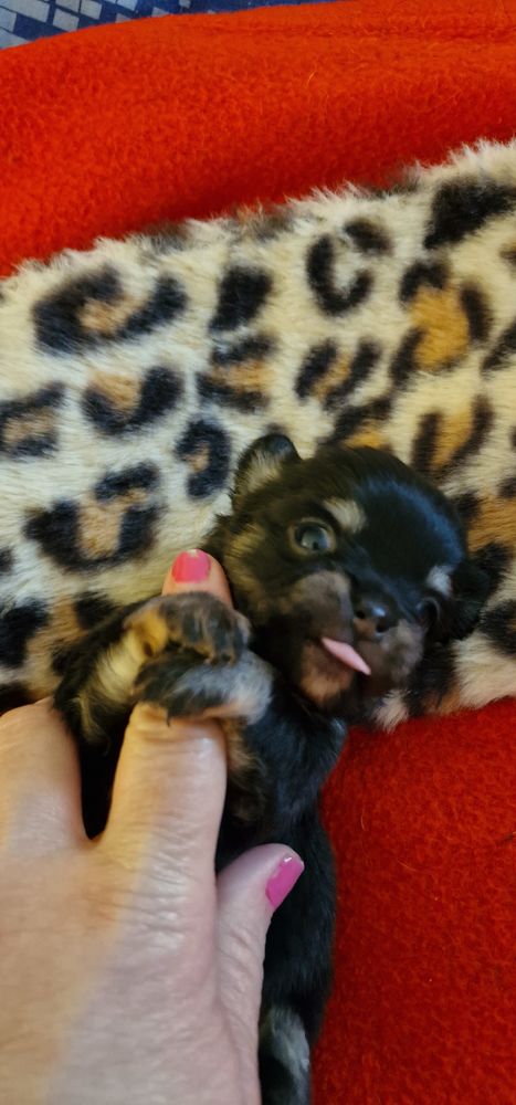 Chihuahua poils longs  1099 02310 Crouttes-sur-marne