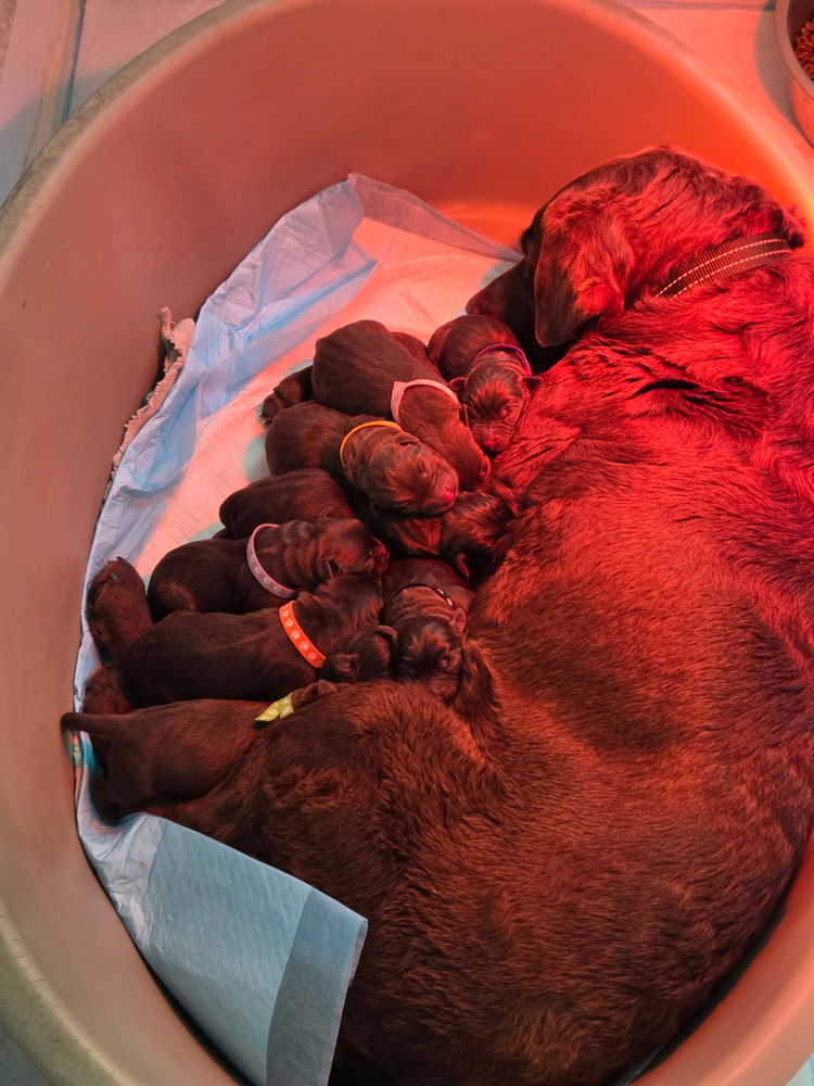 chiots labrador chocolat a r&eacute;serv&eacute; 1100 44460 Avessac