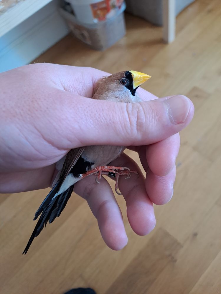 Diamant masqu&eacute; 40 01160 Pont-d'ain