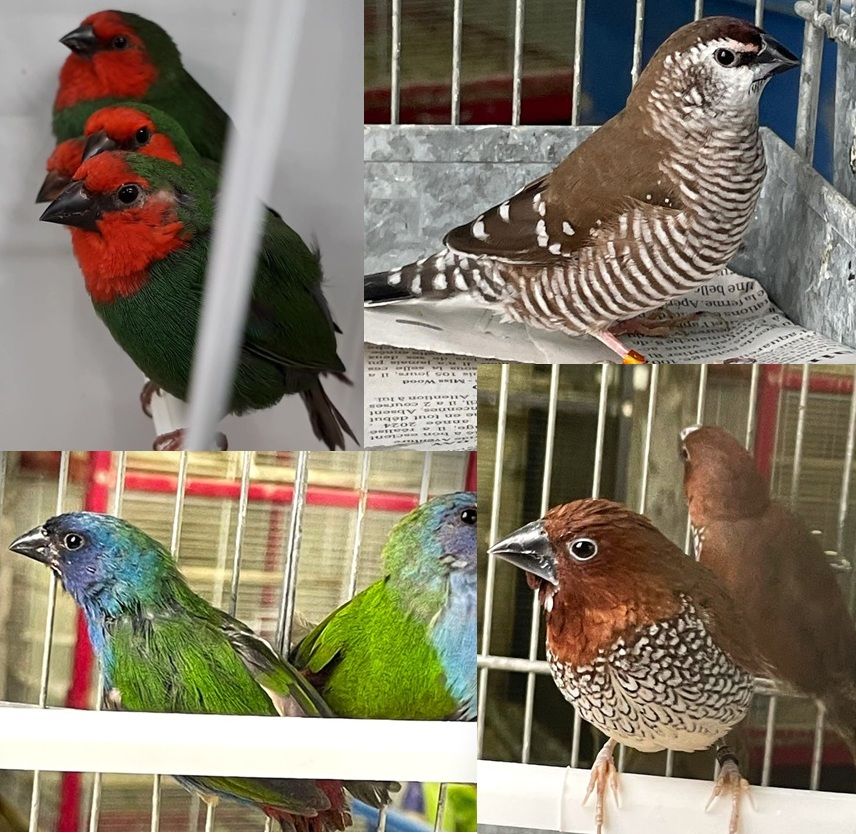 Diamants bavette azuvert (Forbes) capucin damier ruficauda 8 65460 Bazet