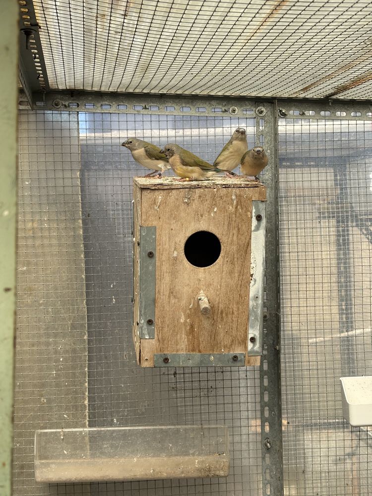 gould 40 84270 Ved�ne