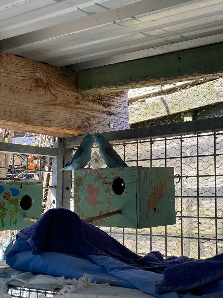 Couple Toui c&eacute;leste 90 69540 Irigny