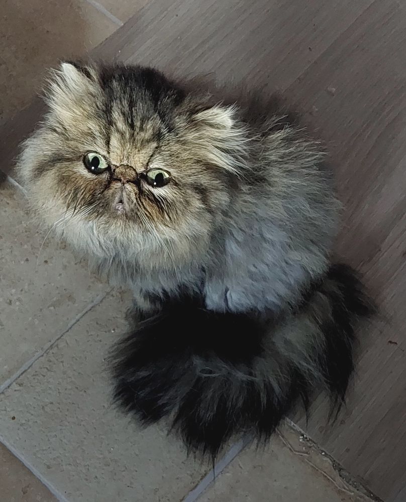 Superbe petite Persane 450 95500 Le thillay