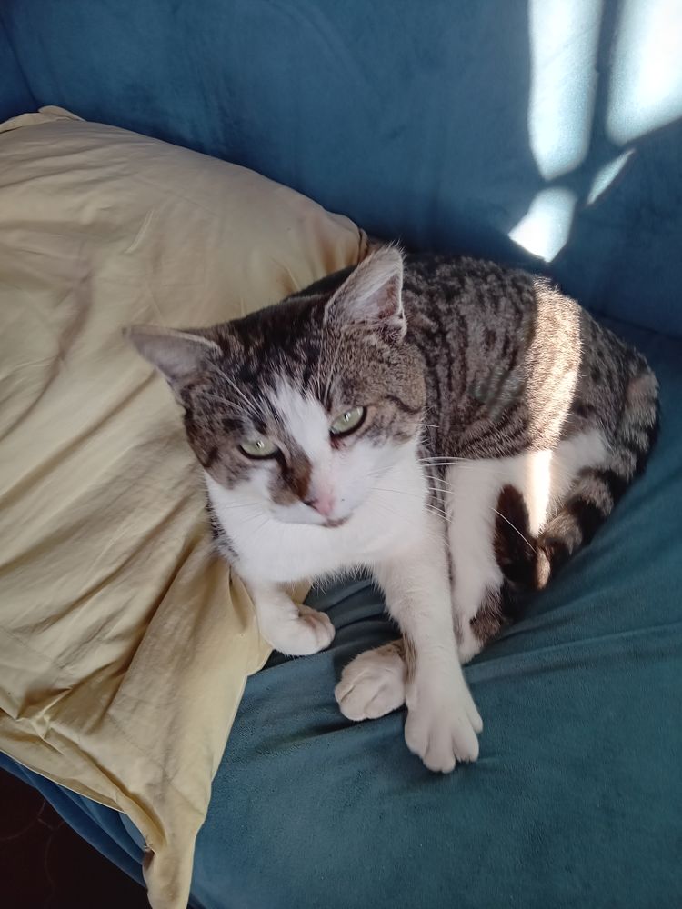 Bonjour je recherche 2 chatons m&acirc;les  a adopter 4mois et 1/2 0 17250 Saint-sulpice-d'arnoult