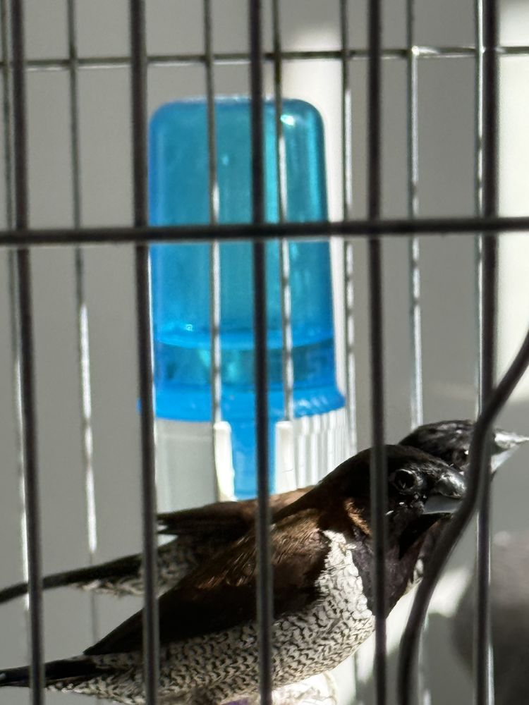 Oiseaux capucin jacobin 70 93270 Sevran