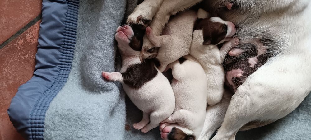 Chiot fox terrier poil lisse 1100 45490 Corbeilles