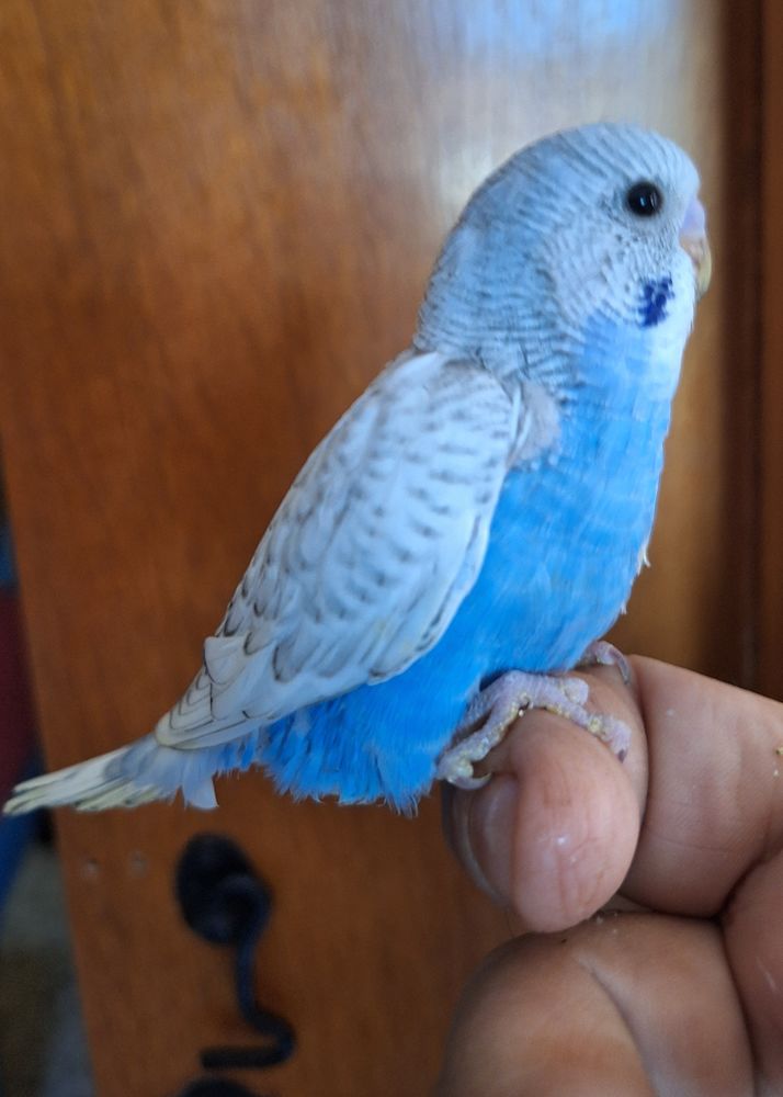 Perruche ondul&eacute;e 15 30160 Bess�ges