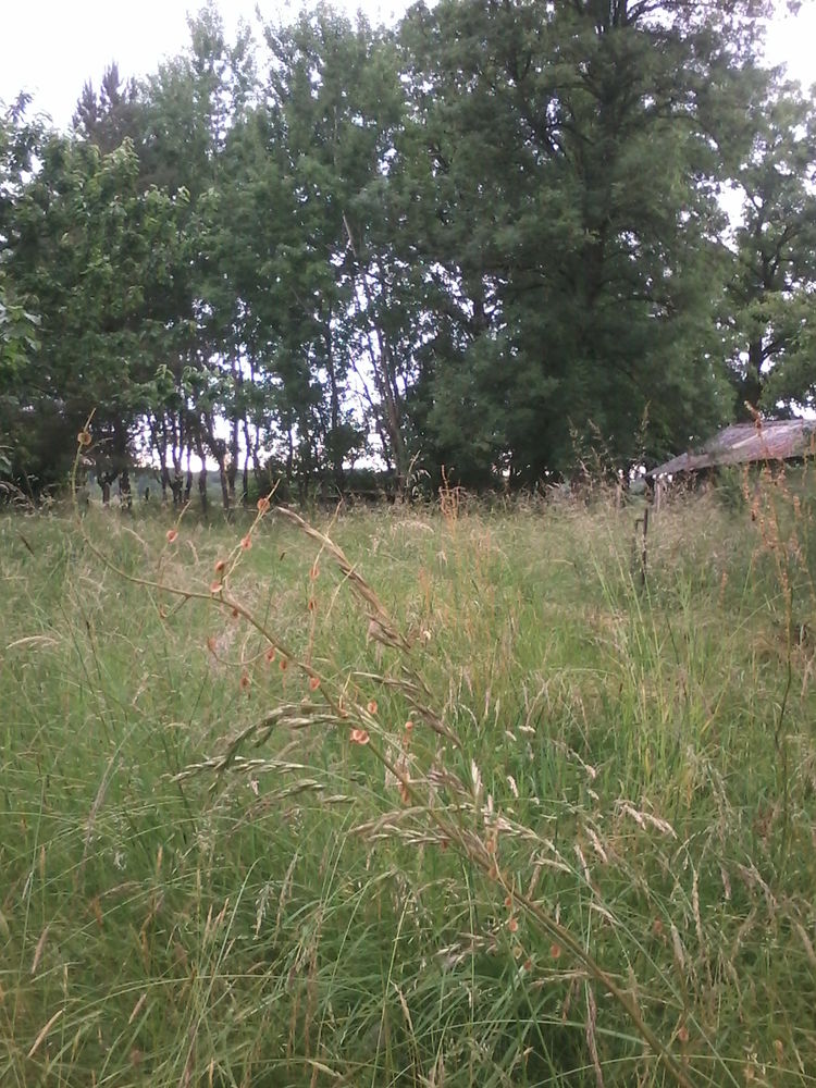 Paturage pour moutons 0 39380 Belmont