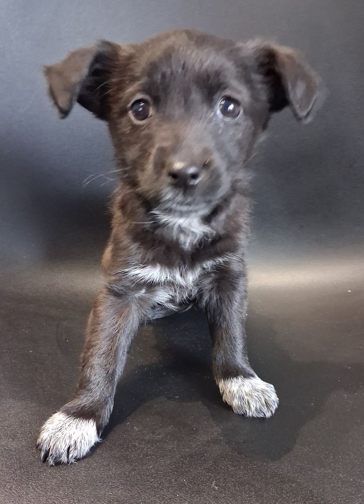 LABRADOR 0 13700 Marignane