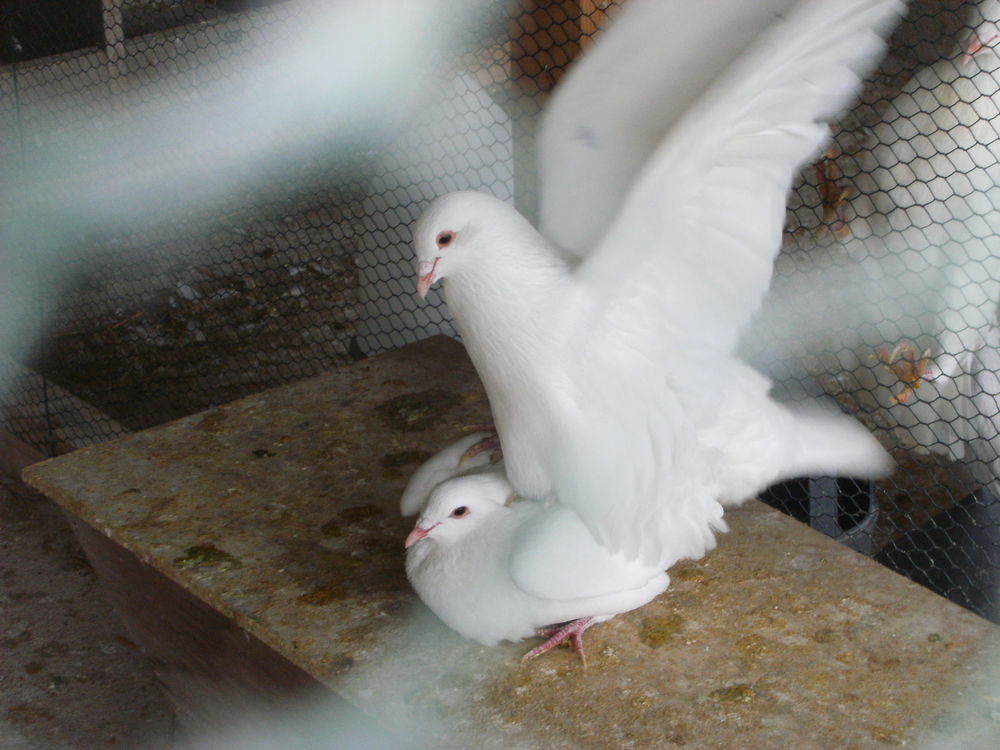 Pigeons hubbell blanc 20 77167 Bagneaux-sur-loing
