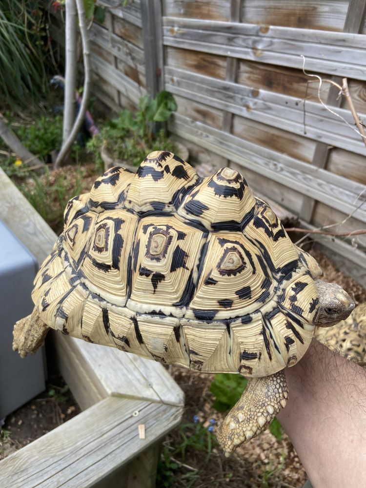Tortue Pardalis 1000 95440 �couen