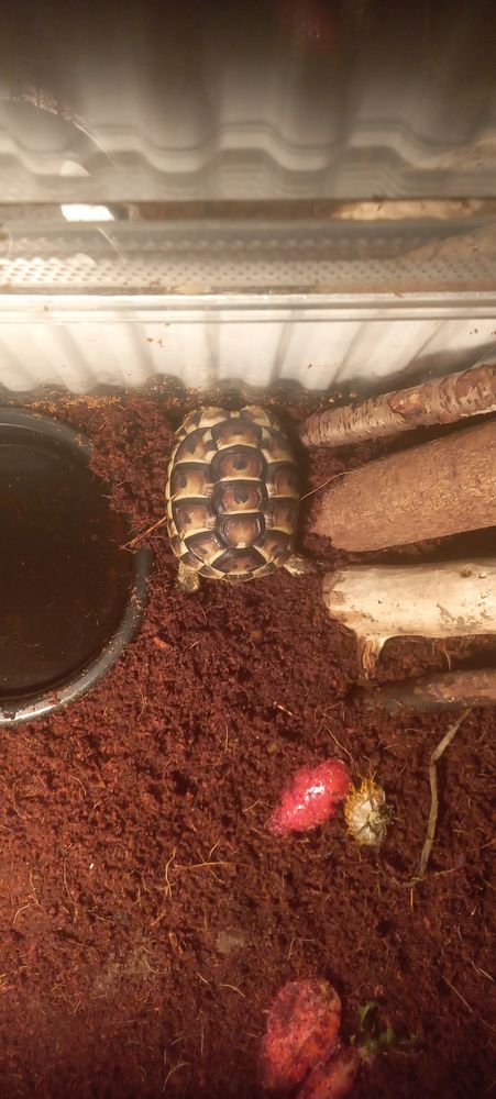 Tortue 50 92230 Gennevilliers