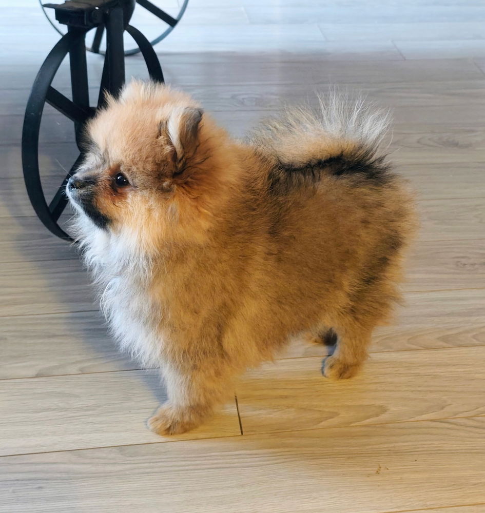 Petit Spitz m&acirc;le orange Charbonn&eacute; 2200 09100 Pamiers