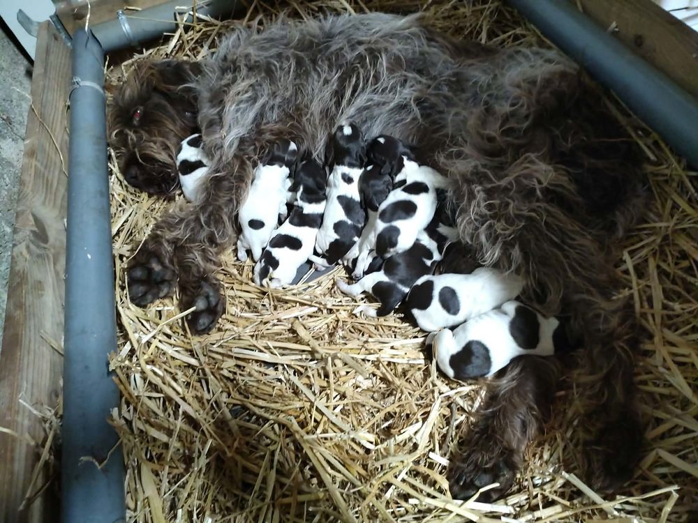 chiots griffon korthals poil dure
800 16420 Lesterps