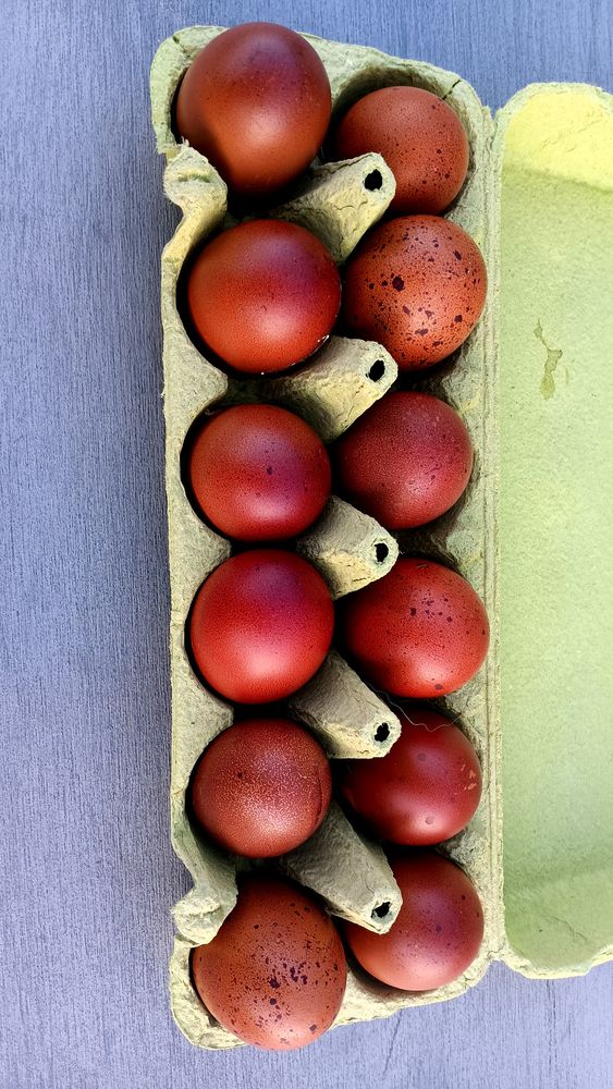 Oeufs de marans pure race 1 27110 Sainte-colombe-la-commanderie